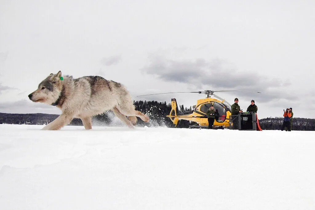 No Killing Wolves in Michigan: A Court Case Just Reversed a Trump Decision