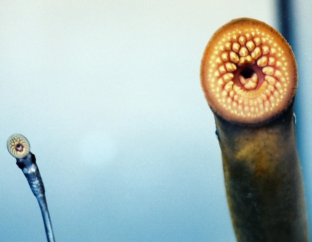 The Numbers of So-Called Vampire Fish in the Great Lakes Are on the Rebound. What Have We Learned?