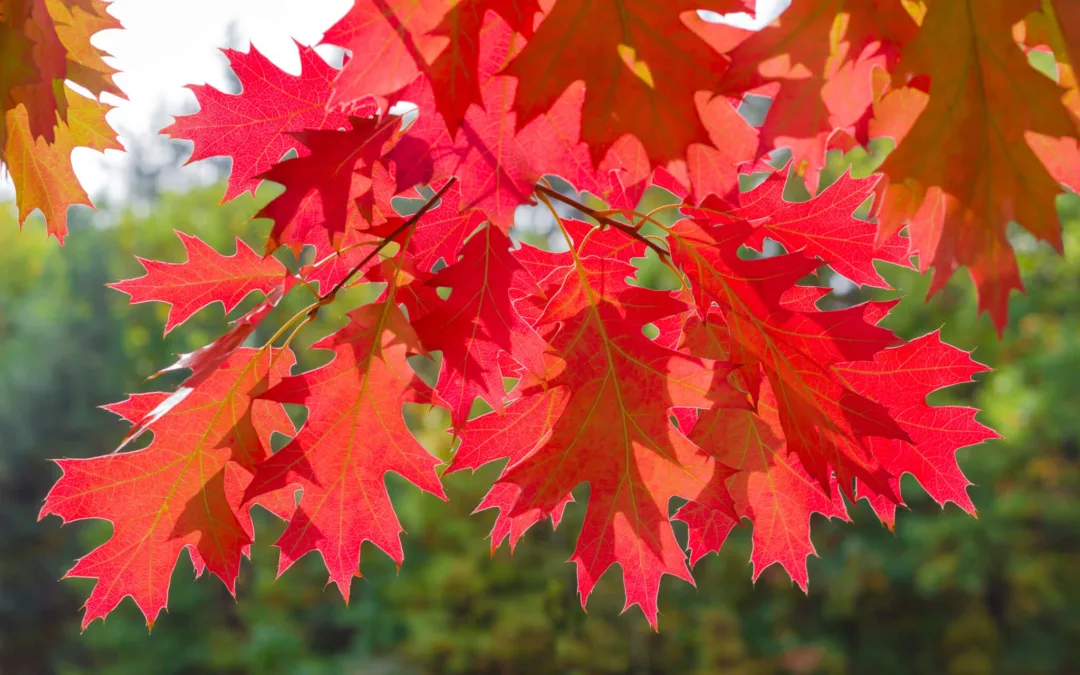 Keep Your Pruning Shears Away From Oak Trees This Spring, Warns Michigan’s Natural Resources Dept.