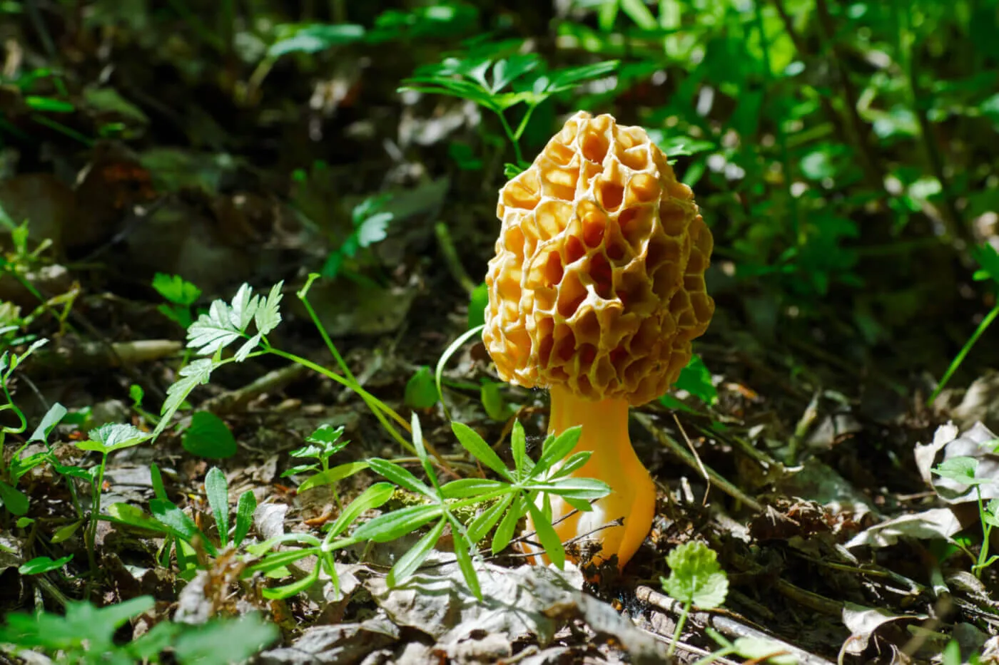 Foraging tips to help Michiganders find true morel mushrooms