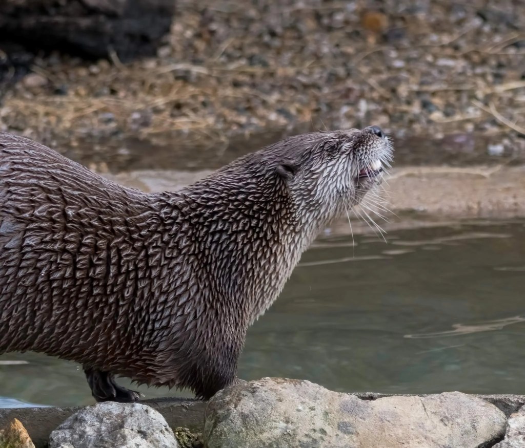 ‘Remarkable’ Story of Recovery: Otters Reclaim the Detroit River