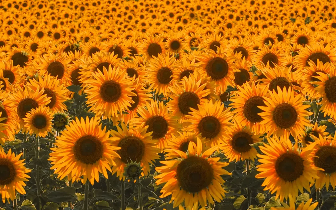 Season Finale: Michigan’s Common Sunflower Marks the End of Summer