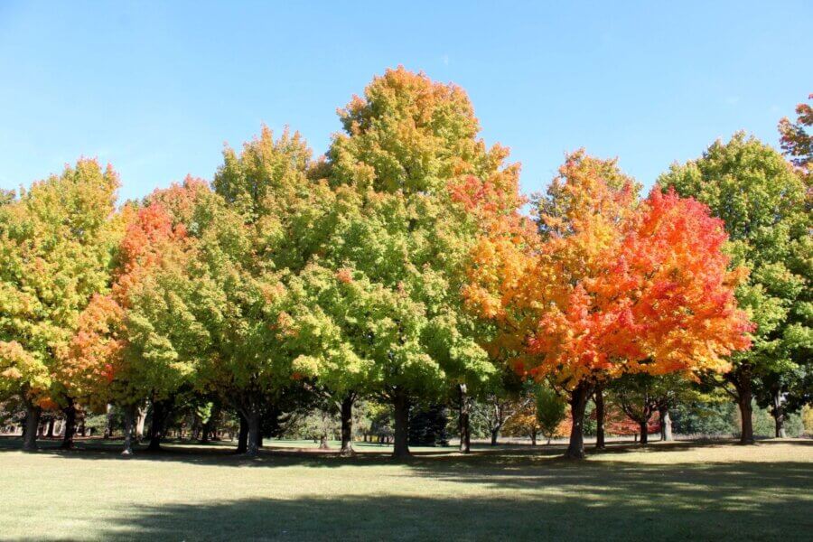 10 Places to See Fall Colors in Michigan That Aren’t the Tunnel of Trees