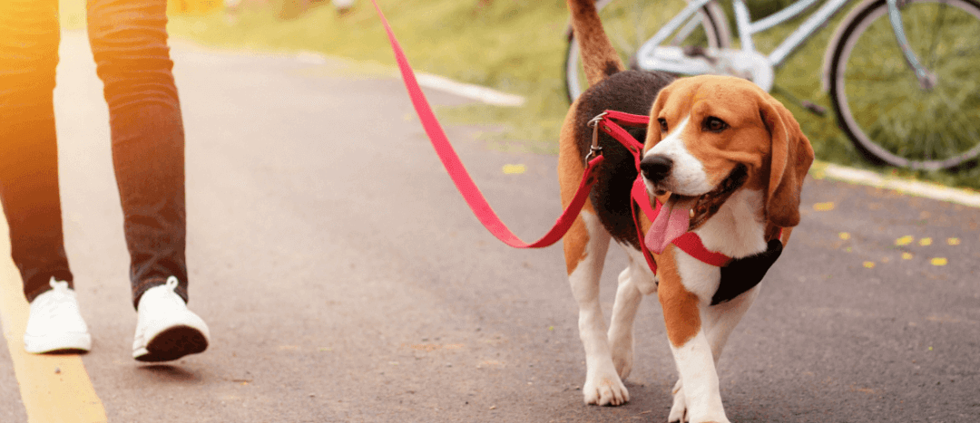 8 Ways To Get The Most Out Of A Walk With Your Dog