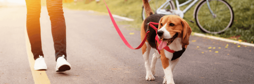 8 Ways To Get The Most Out Of A Walk With Your Dog