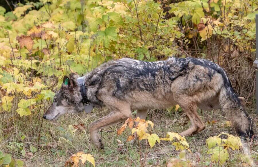 Isle Royale: A Michigan Hidden Gem That’s More Than a Battleground for Wolves and Moose