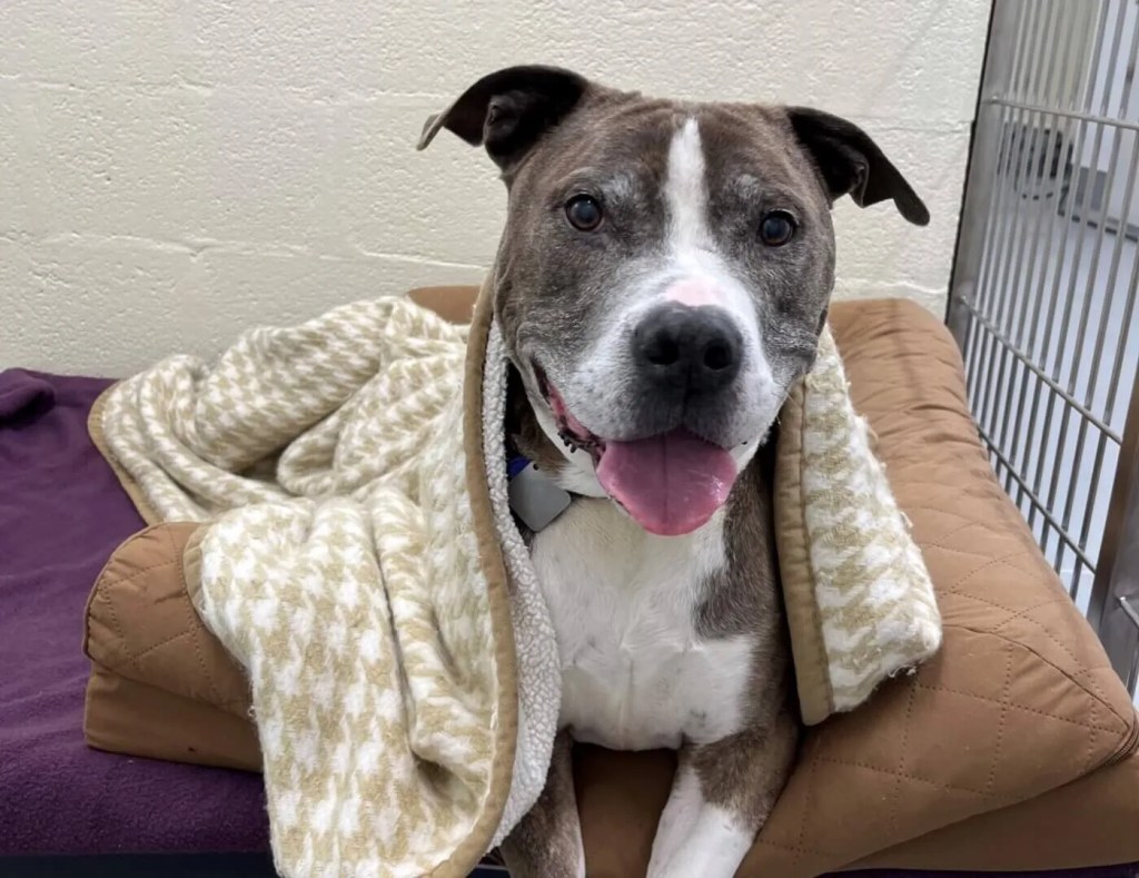 Your Guide to Adopting a Shelter Pet: 5 Things Michiganders Should Consider