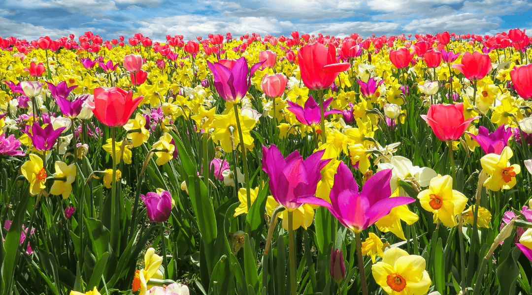 What Spring Looks Like in Every State