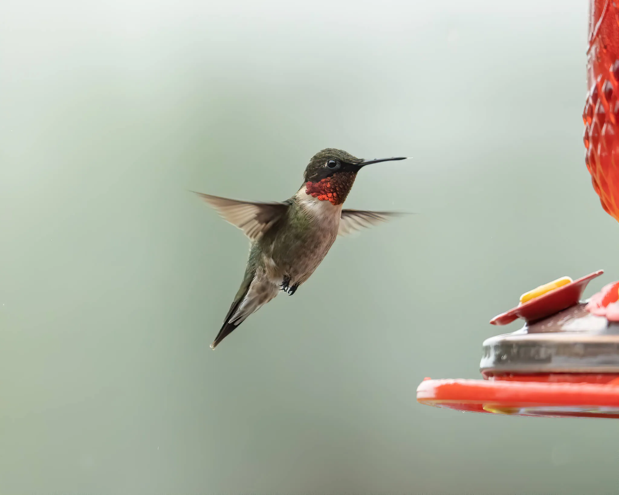 <strong>Your 2023 Guide to Hummingbird Season in Michigan: What to Know</strong><strong> </strong>