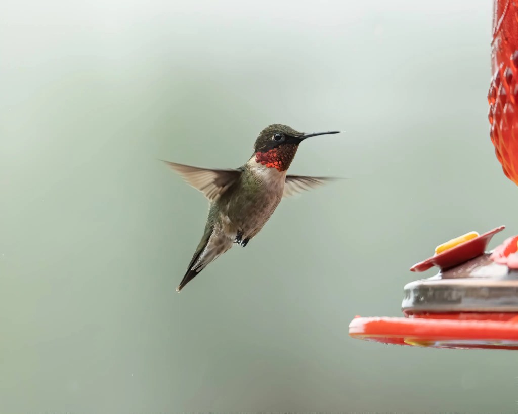 Your 2023 Guide to Hummingbird Season in Michigan: What to Know&nbsp;