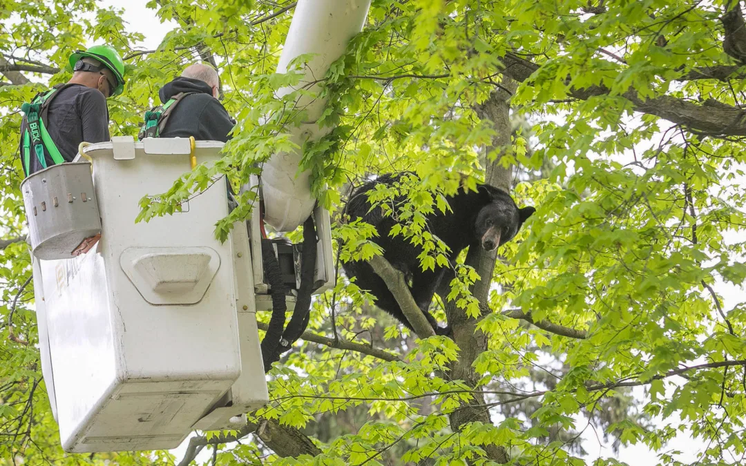 Bear in a Tree Holds Michigan City in Suspense for Hours