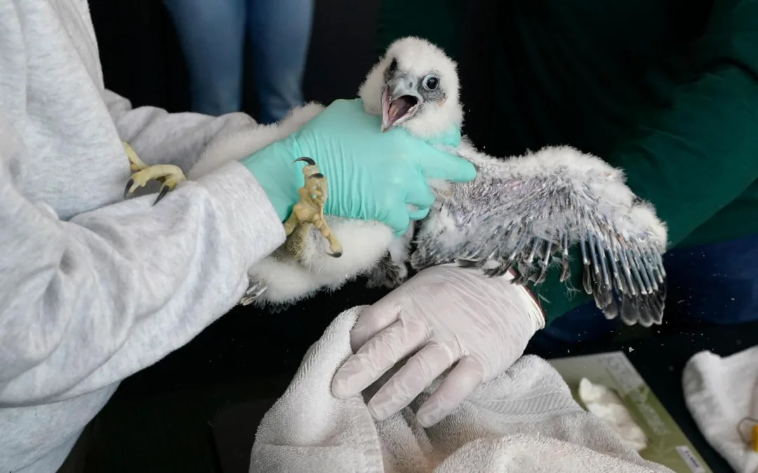 Fuzzy Falcon Chicks Who Nest at Michigan State Football Stadium Get Tracking Bands