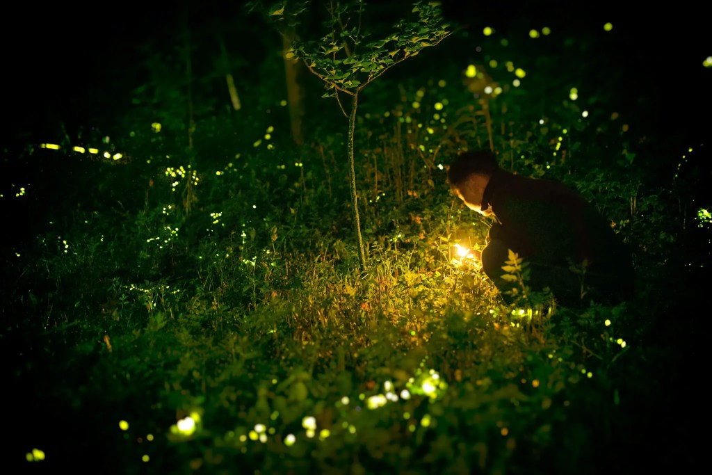 Get to Know Michigan’s Spectacular Fireflies