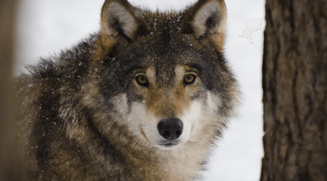 25 Animals That Are Illegal to Own As Pets In The US