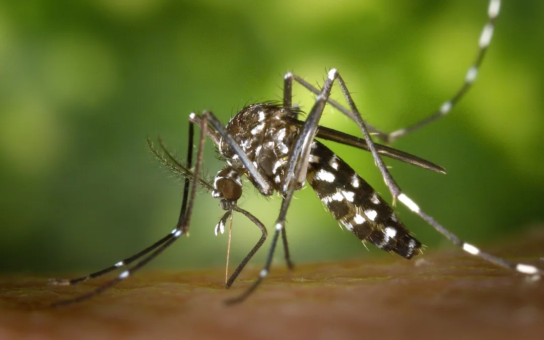 Summertime in Michigan Means Mosquitoes. Here Are Some Quick Tips to Help Prevent Bites.