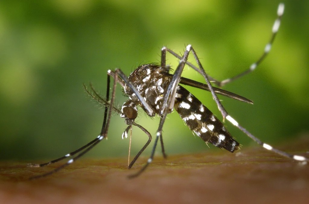 Summertime in Michigan Means Mosquitoes. Here Are Some Quick Tips to Help Prevent Bites.