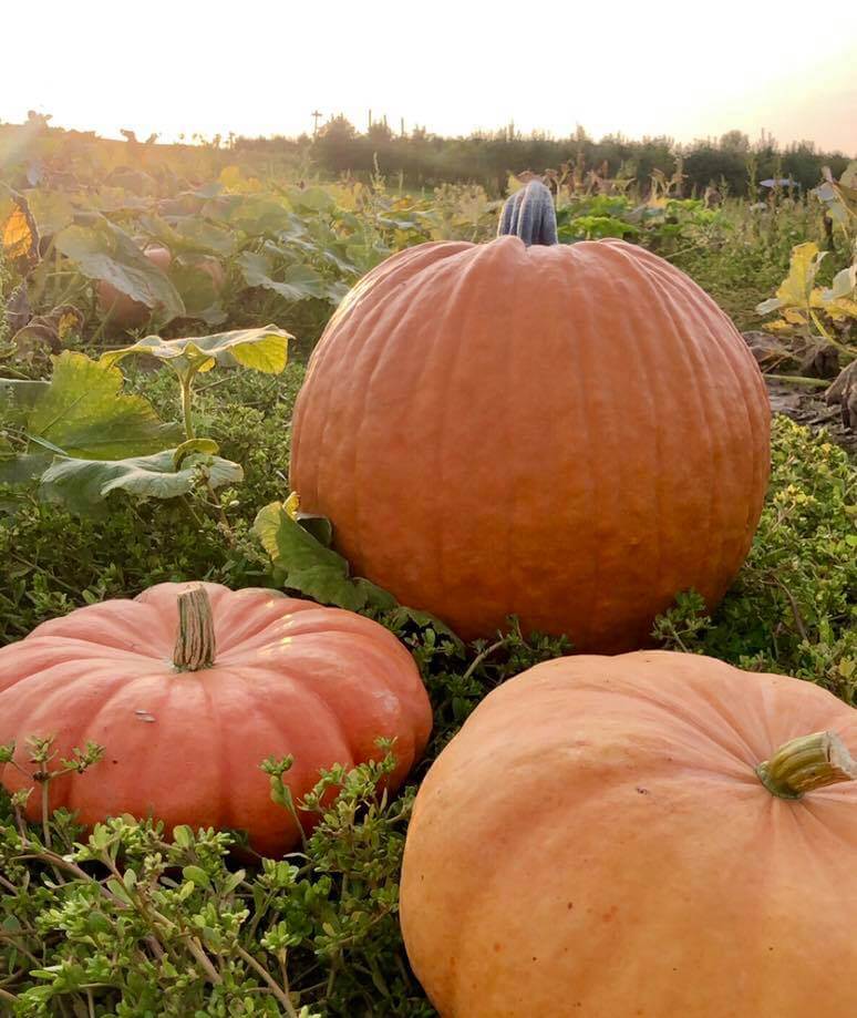 ​​Your Ultimate Guide to U-Pick Hotspots in Michigan