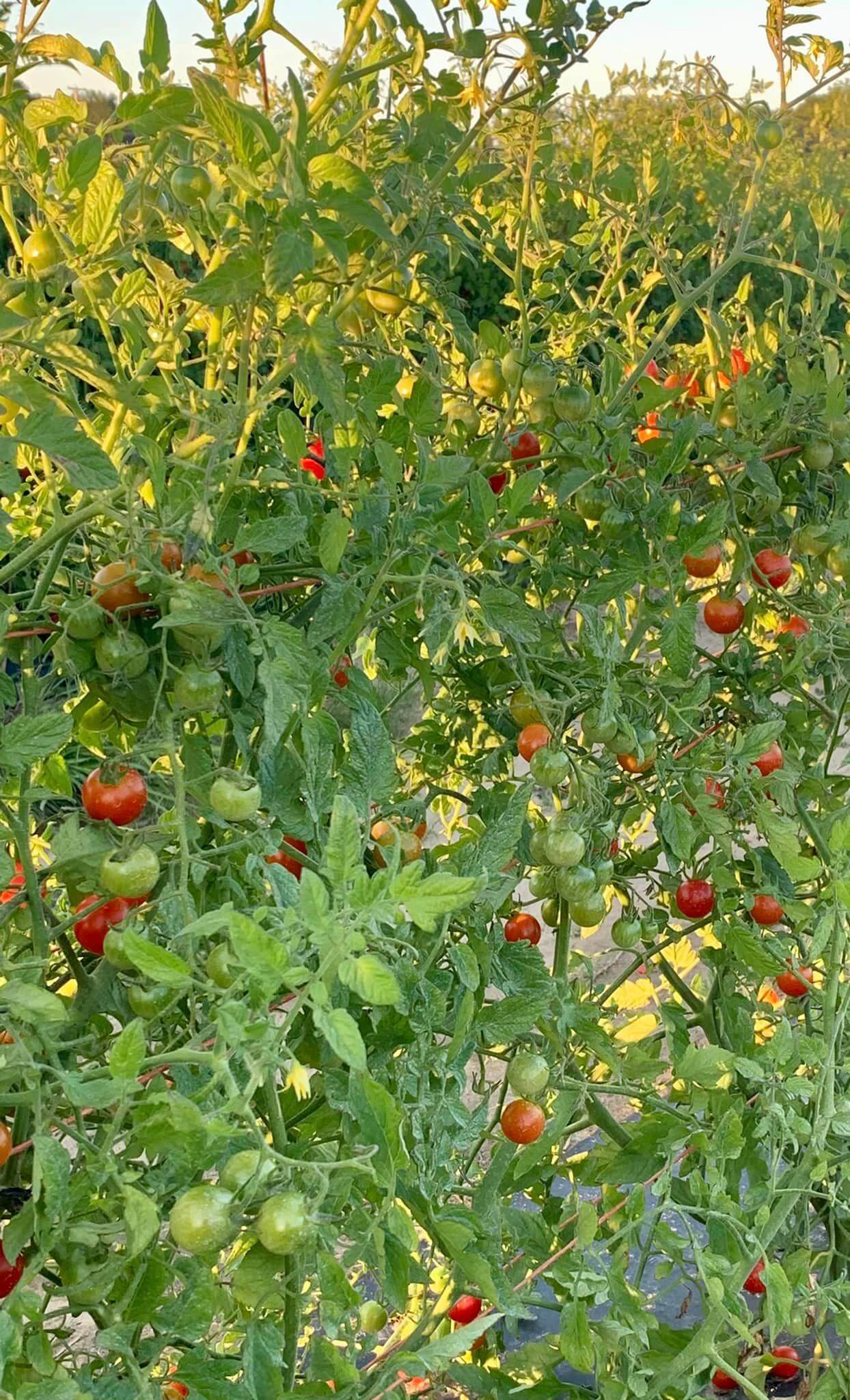 ​​Your Ultimate Guide to U-Pick Hotspots in Michigan