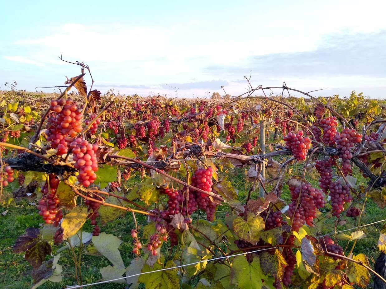 ​​Your Ultimate Guide to U-Pick Hotspots in Michigan