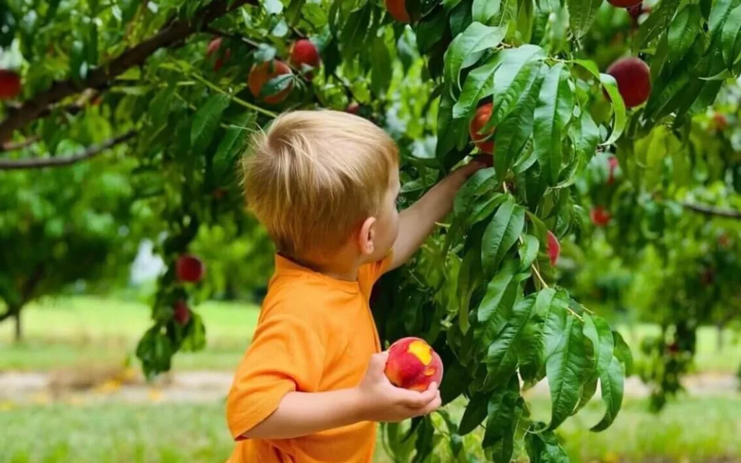 ​​Your Ultimate Guide to U-Pick Hotspots in Michigan