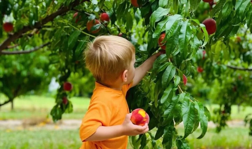 ​​Your Ultimate Guide to U-Pick Hotspots in Michigan