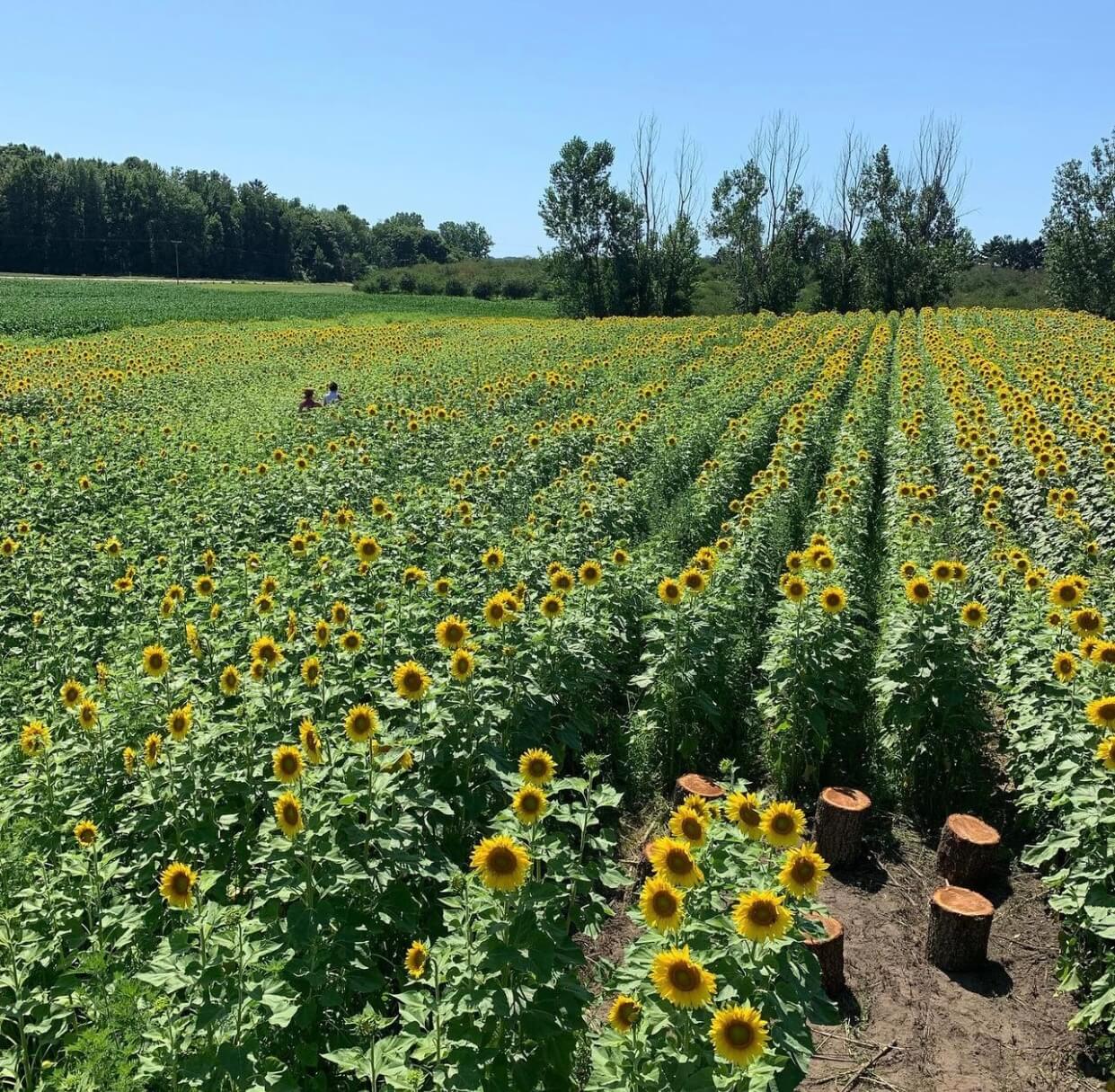 ​​Your Ultimate Guide to U-Pick Hotspots in Michigan