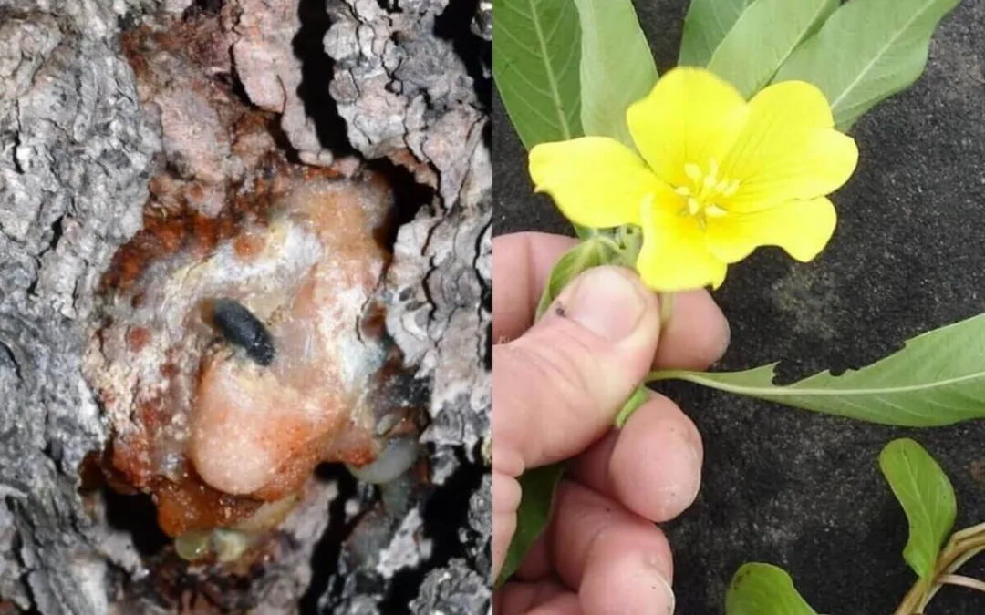 Michigan Officials Add 2 Invasive Species to State Watchlist