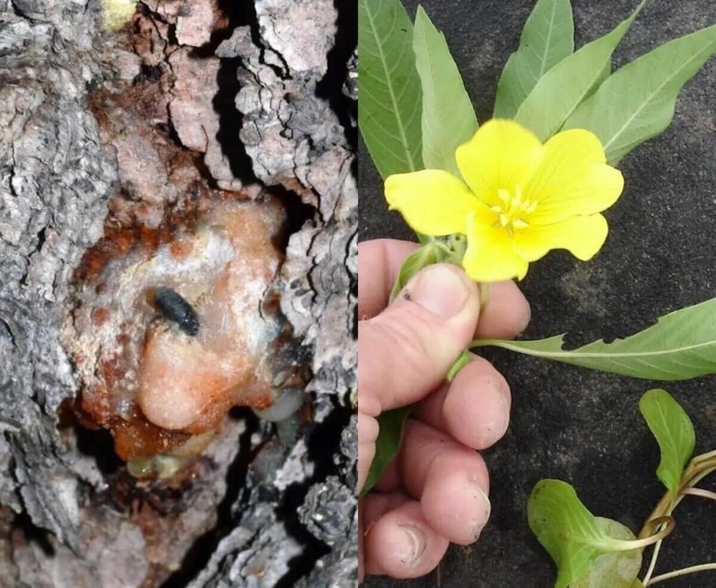 Michigan Officials Add 2 Invasive Species to State Watchlist