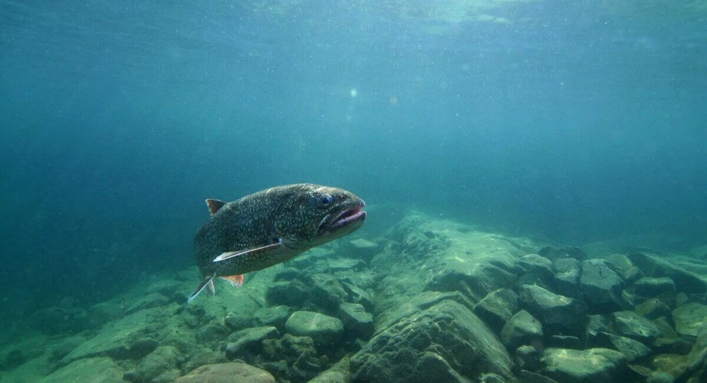 Judge OKs Great Lakes Fishing Agreement for Michigan Tribes