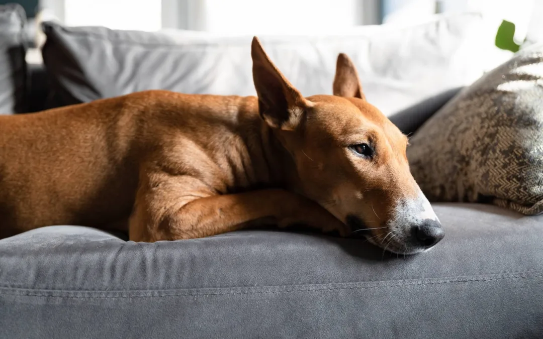 Is CBD Right for Your Pet? This Michigan Vet Answers Your Questions.