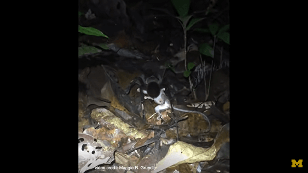 Wild Neighbors: These 9 Michiganders Catch Big Snakes, Rescue Bees, Ride Frozen Waves, and More