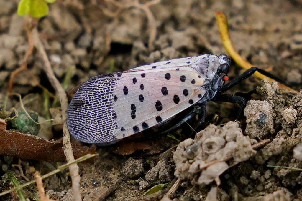 ‘Squish it’: MI officials ask locals to help eliminate invasive bug