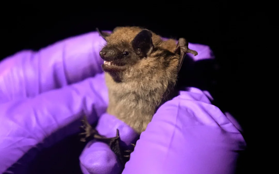 Yes, Bat Week is a real thing. Here’s how to protect them in Michigan