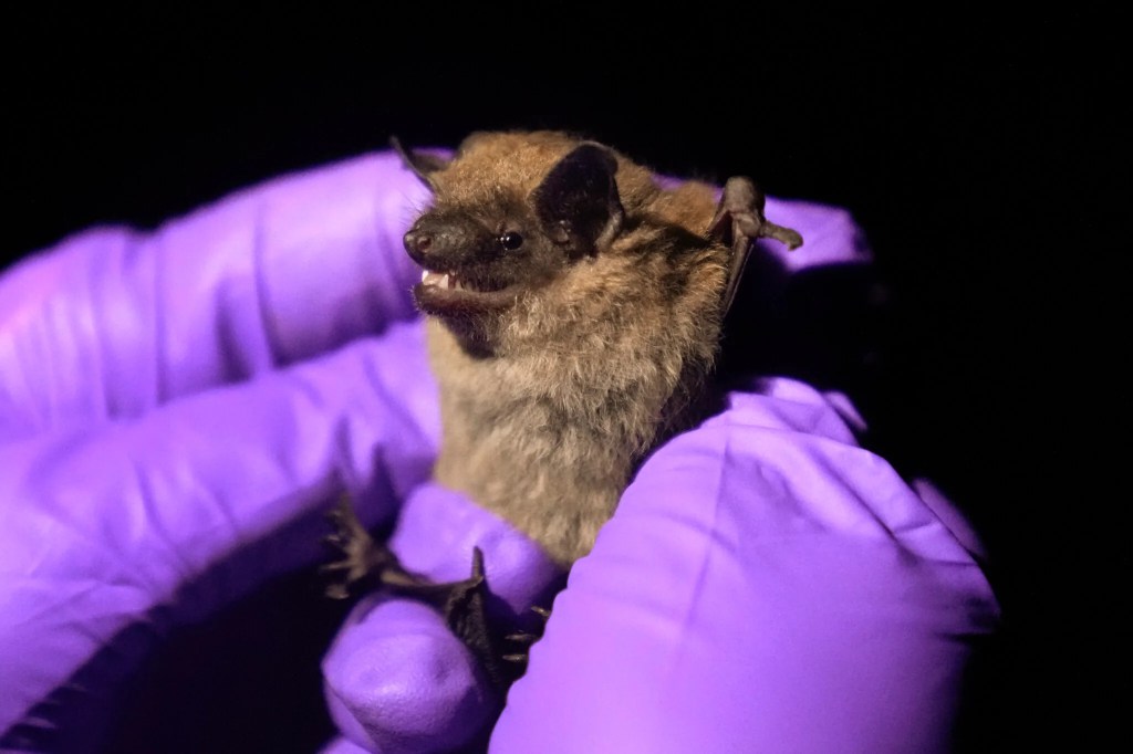 Yes, Bat Week is a real thing. Here’s how to protect them in Michigan