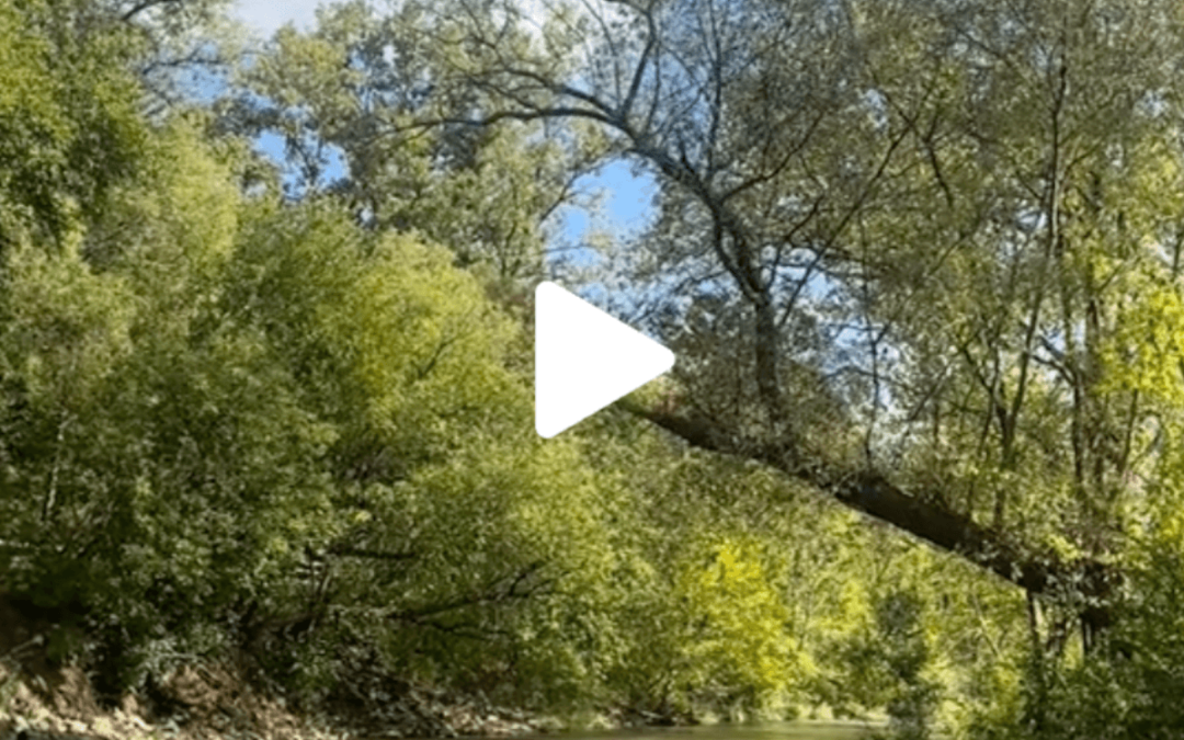 VIDEO: Go on a leaf peeping adventure in Metro Detroit