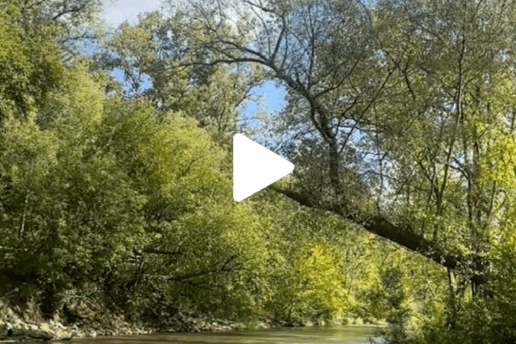 VIDEO: Go on a leaf peeping adventure in Metro Detroit