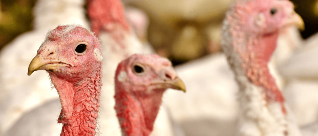 Thanksgiving Is Coming: When and Where to Order Local Michigan Turkeys