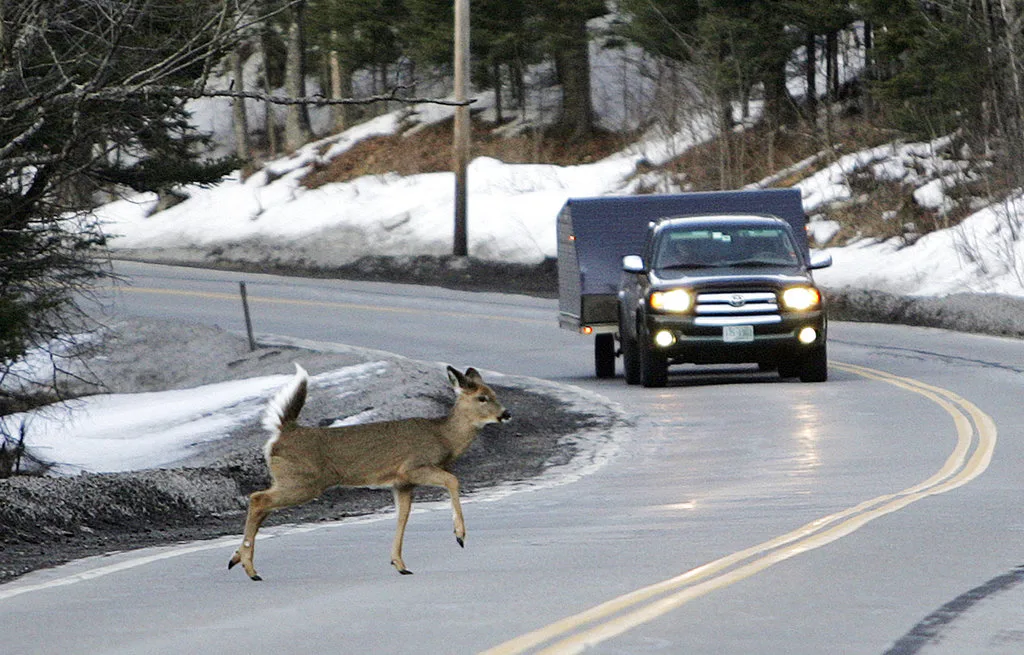 Michigan deer accidents at decade high—check the hotspots