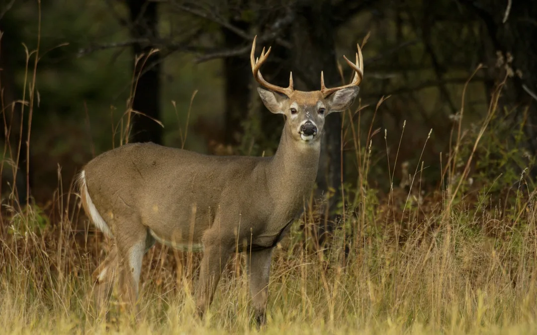 Going deer hunting with a firearm in Michigan? Here’s what to know