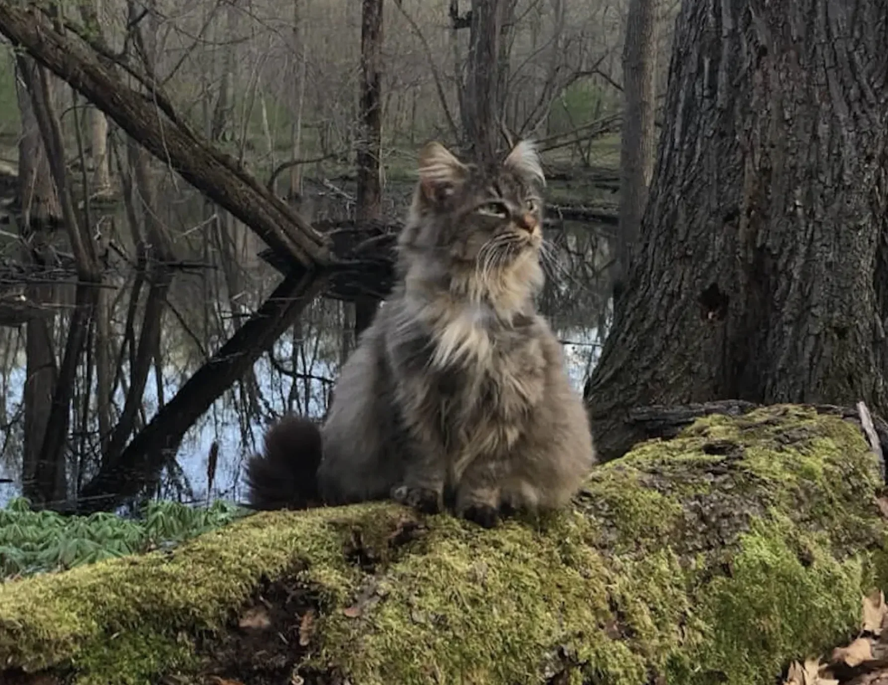 Meet the Okemos woman helping nearby feral cats live better lives