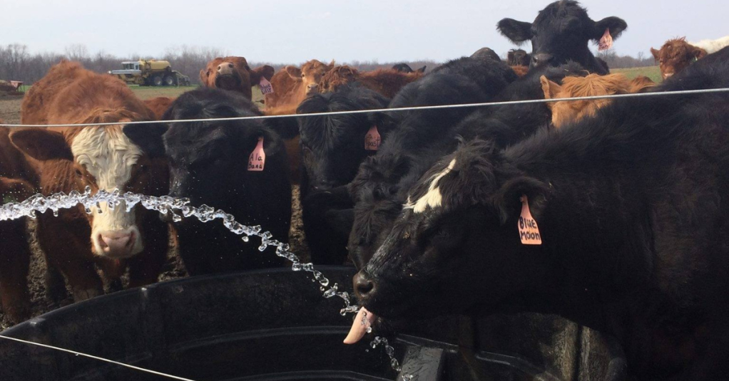 Farmers call for federal ‘safety net’ after toxic sludge sinks Michigan cattle farm