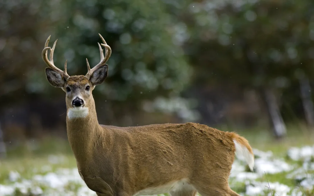 Michigan may have fewer deer hunters, but venison donations to food banks are up
