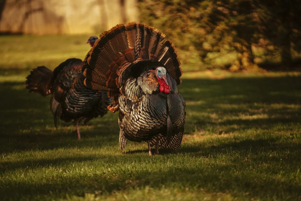 That one time in Michigan: When we were late to Thanksgiving