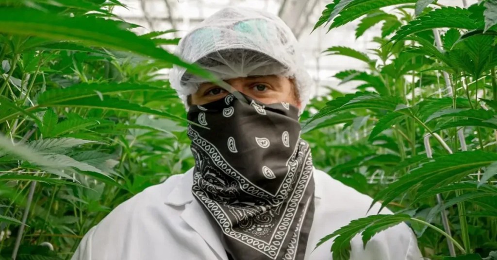 All Michigan cannabis workers want for Christmas is access to banking