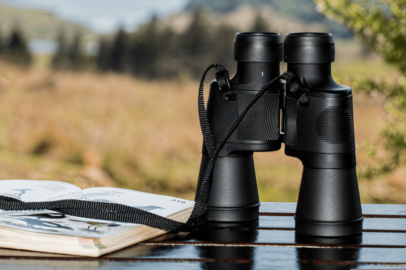 4 ideas for spotting wildlife in Michigan