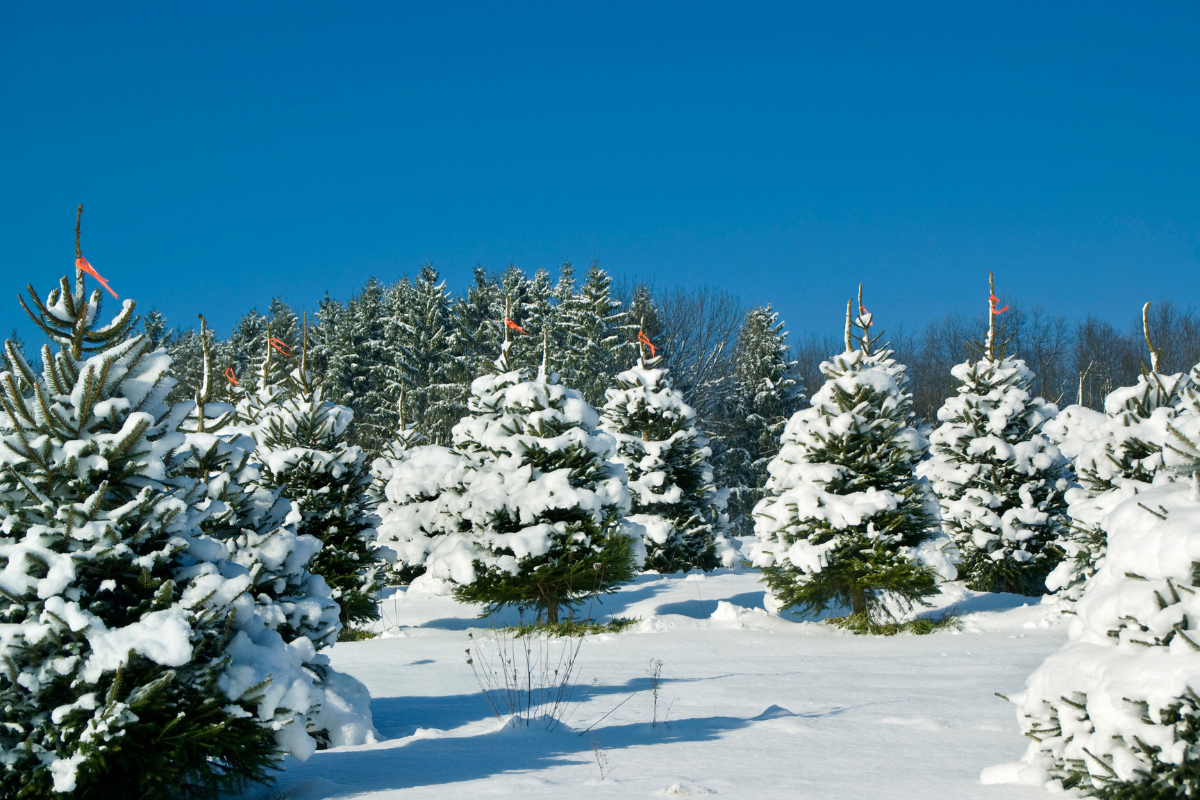 These Michigan Christmas tree farms and holiday light displays are sleighing it