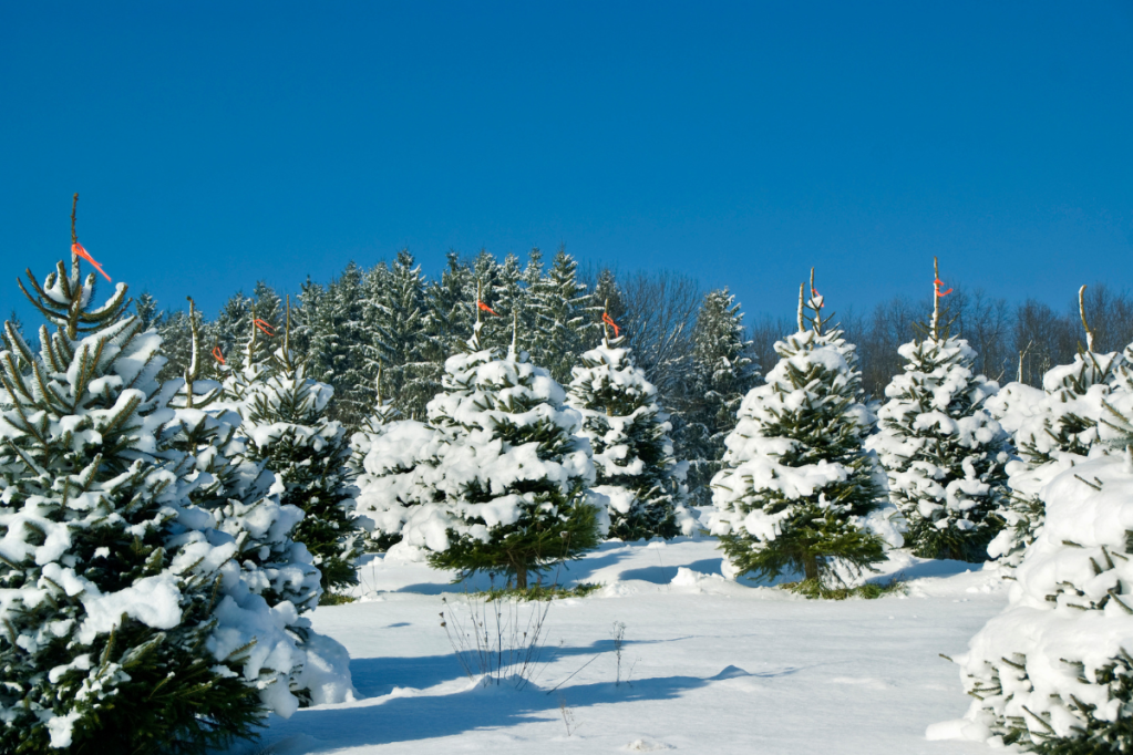 12 must-see Michigan Christmas tree farms and holiday light displays