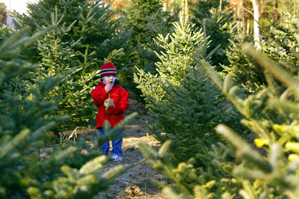 What the Fir? How to pick the perfect Christmas tree in Michigan