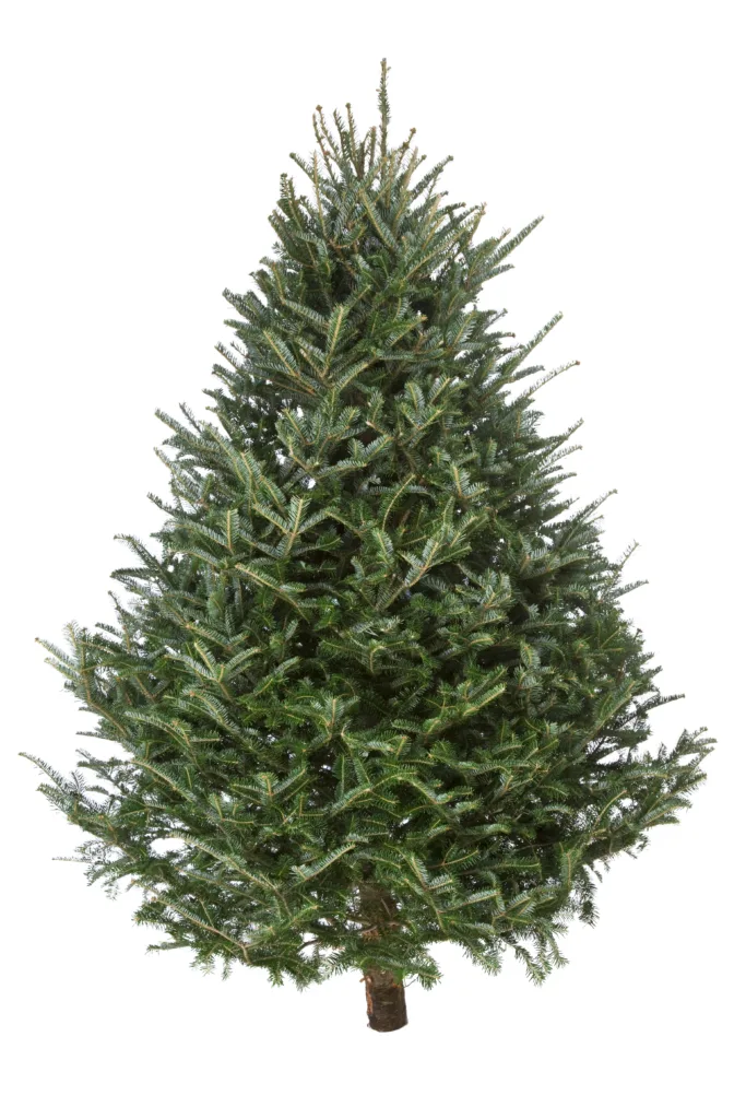What the Fir? How to pick the perfect Christmas tree in Michigan