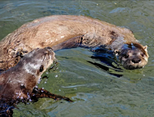 4 ideas for spotting wildlife in Michigan